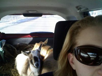 Goat Breeding: An Impromptu Drive to the Breeder Image